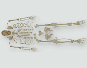 Расчлененный скелет с черепом