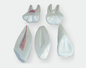 Расширенная модель человеческих зубов
