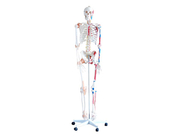 Скелет в реальную величину, 180 см	