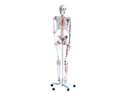 Скелет с мышцами и связками, 180 см