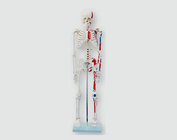 Скелет с нарисованными мышцами, 85 см