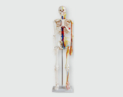 Скелет с нервами и кровеносными сосудами, 85 см