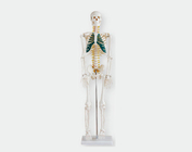 Скелет со спинным мозгом, 85 см