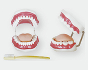 Стоматологическая модель (28 зубов)