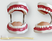 Стоматологическая модель (32 зуба)